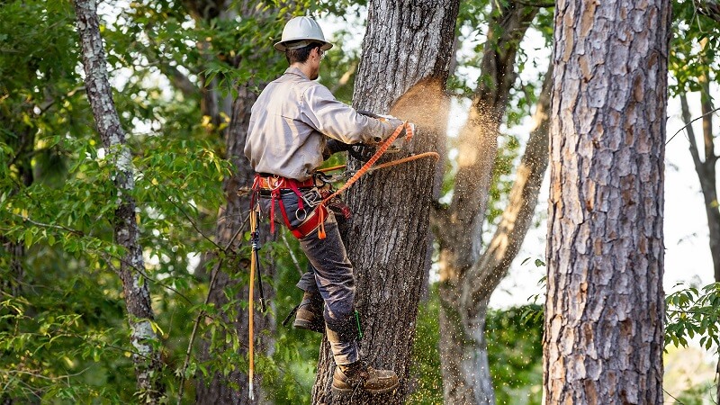 Comprehensive Tree Care Guide for New Orleans Homeowners
