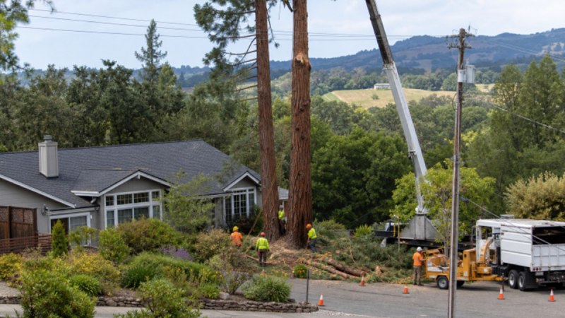 Best Tree Removal